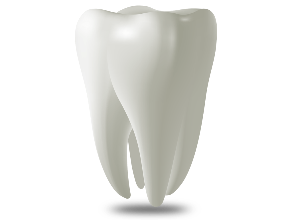 tooth model Durham Dental Solutions
